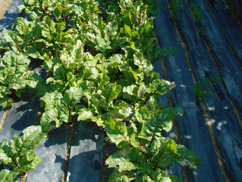 Le paillis d'hier à aujourd'hui - Jardinier paresseux