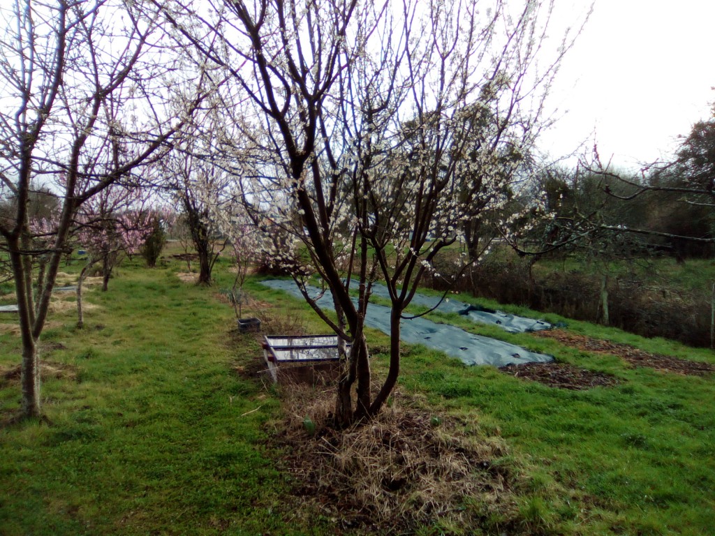 jardin18mars2019_1.jpg