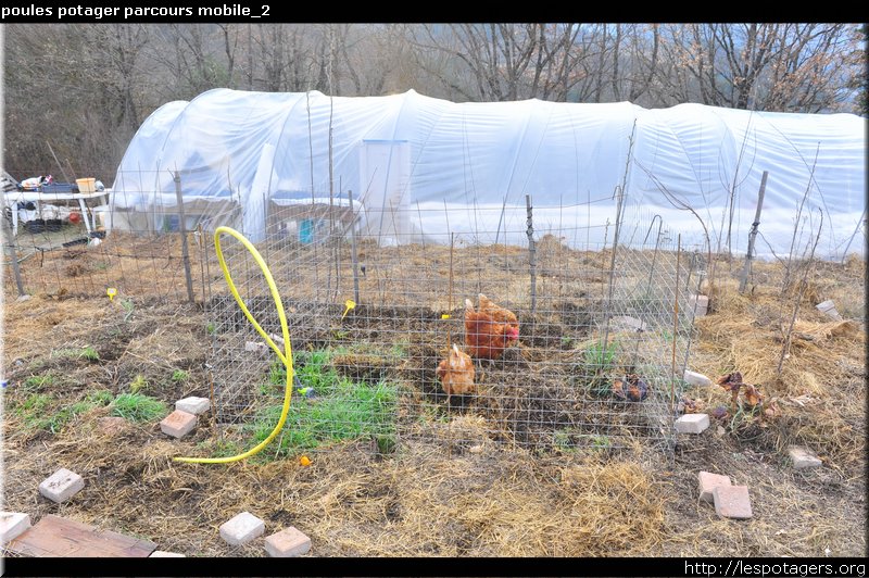 poules potager parcours mobile_1.JPG