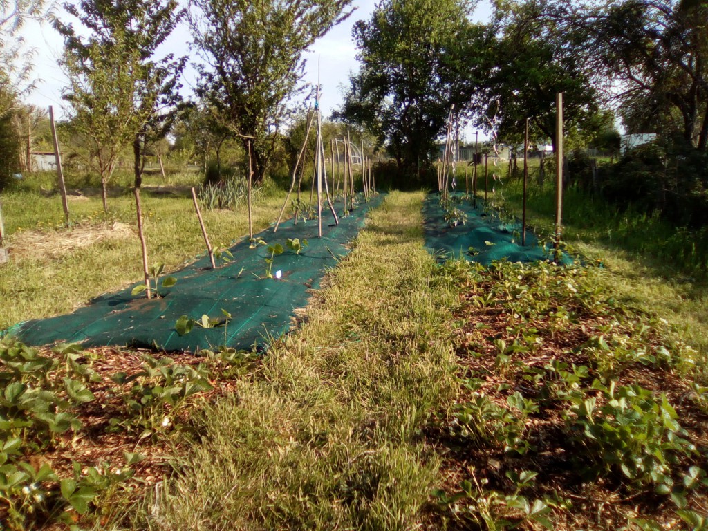 jardin16mai2019_tomates.jpg