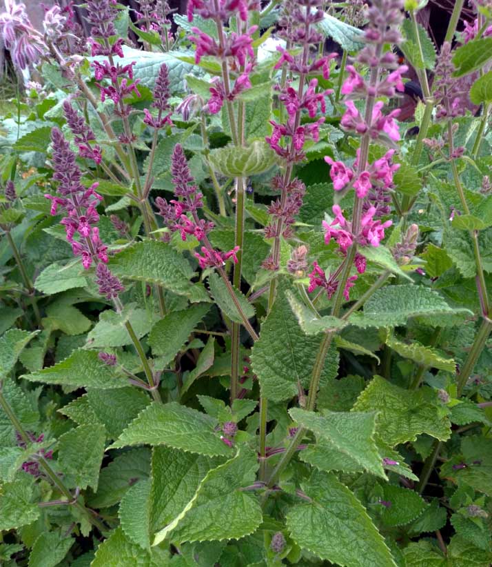 fleurs adventices au potager le 11 juin.jpg