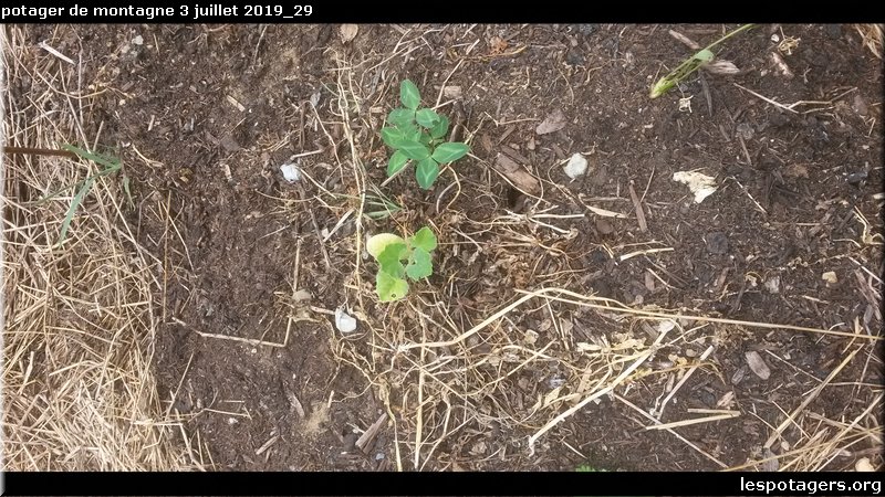 potager de montagne 3 juillet 2019_29.jpg