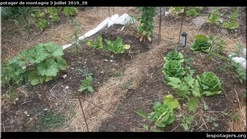 potager de montagne 3 juillet 2019_28.jpg