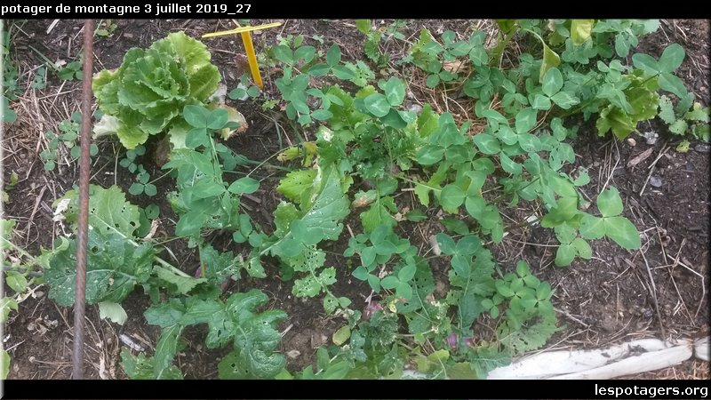 potager de montagne 3 juillet 2019_27.jpg