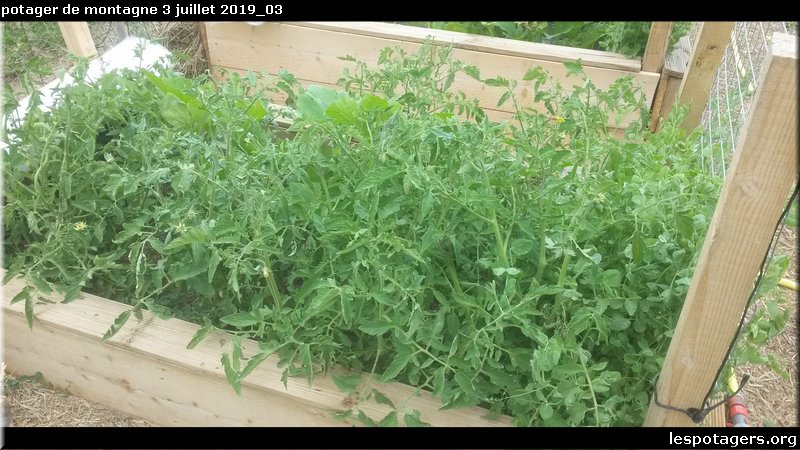 potager de montagne 3 juillet 2019_03.jpg