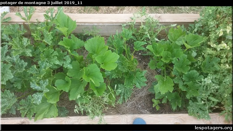 potager de montagne 3 juillet 2019_11.jpg