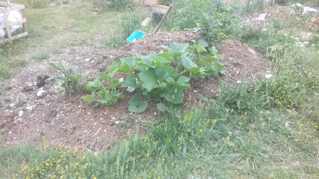 potager de montagne 3 juillet 2019_02.jpg