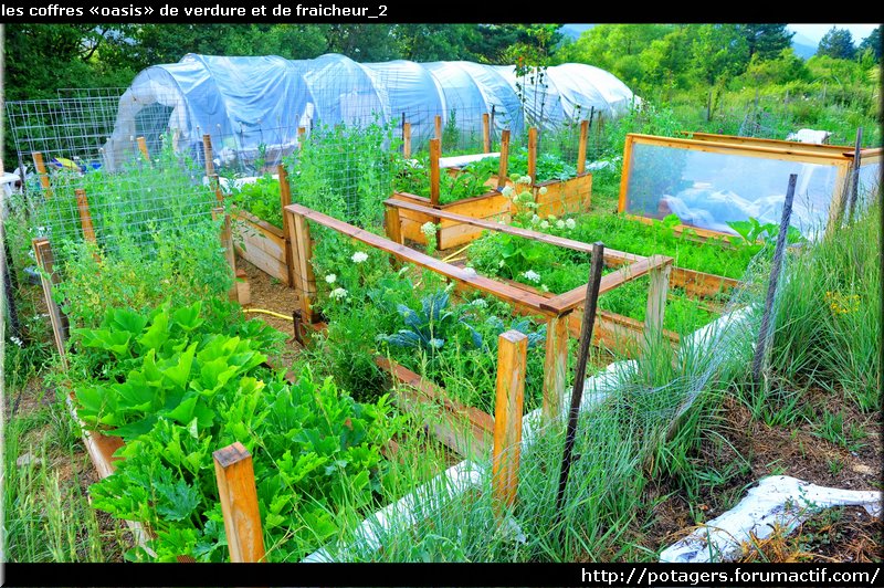 les coffres potagers «oasis» de verdure et de fraicheur_2.JPG