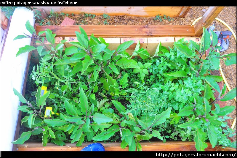 coffre potager «oasis» de fraîcheur.JPG