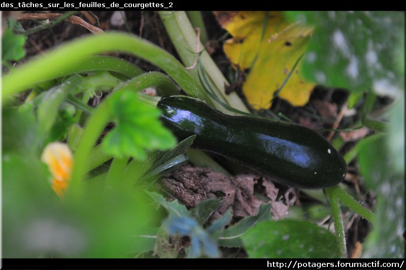 des_tâches_sur_les_feuilles_de_courgettes_2.JPG