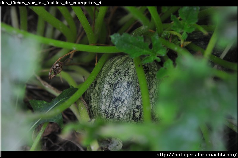 des_tâches_sur_les_feuilles_de_courgettes_4.JPG