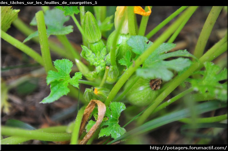 des_tâches_sur_les_feuilles_de_courgettes_5.JPG