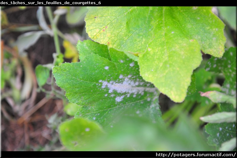 des_tâches_sur_les_feuilles_de_courgettes_6.JPG