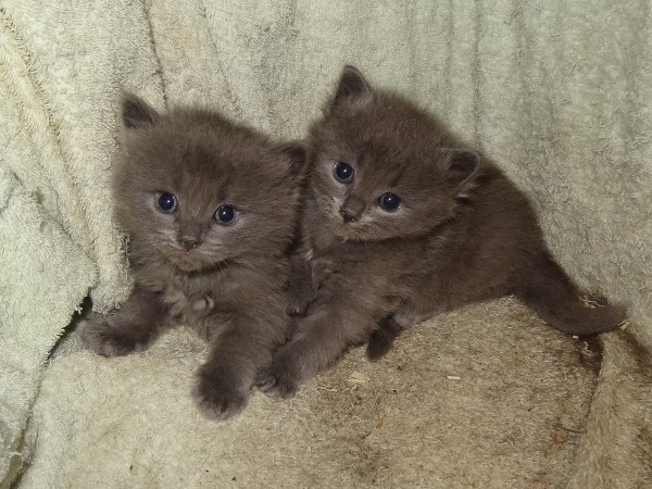 chatons3.jpg