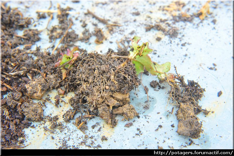 terre_de_la_nursery_de_salades_3.JPG