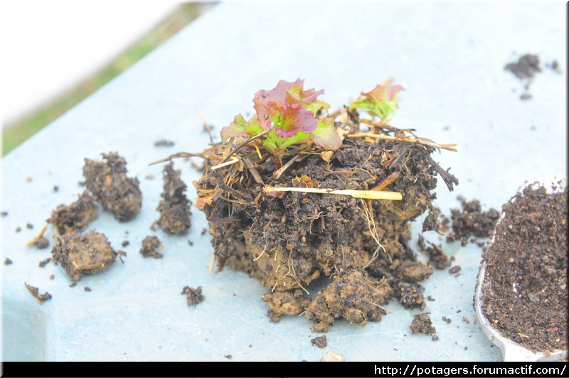 terre_de_la_nursery_de_salades_4.JPG