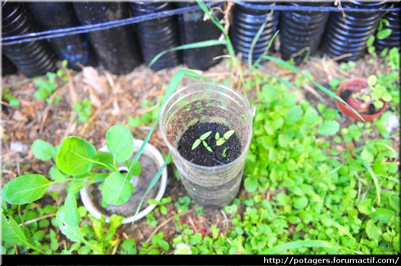 plantules_d'aubergine_sous_cloche_dans_le_coffre_bioclimatique_1.JPG