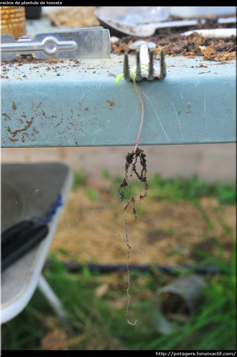 racine de plantule de tomate.JPG