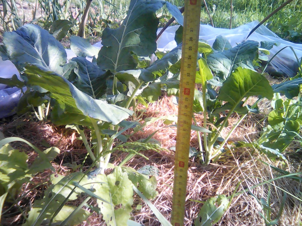 dôme les plants achetés font 25 à 30 cm le 15.05 repiqués le 15.03.jpg