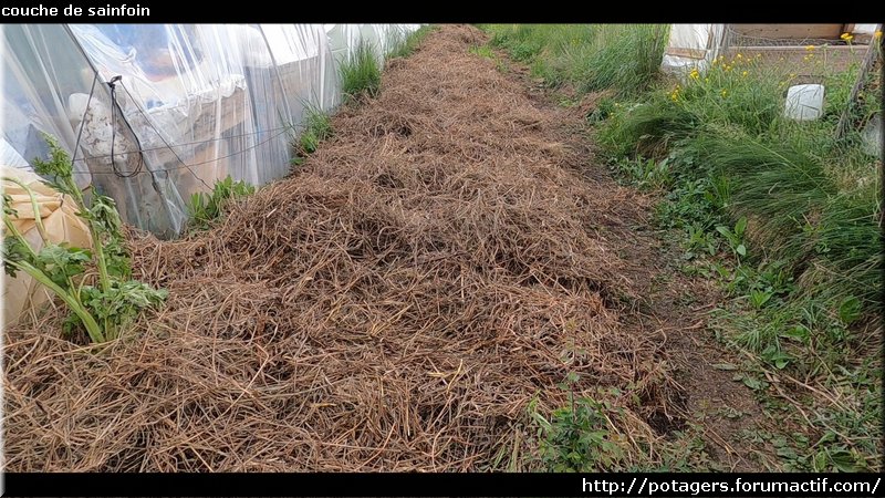 couche de sainfoin.jpg