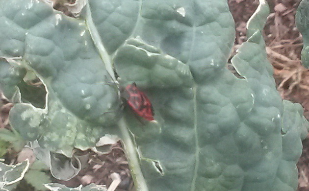 potager de montagne 3 juillet 2019_08.jpg