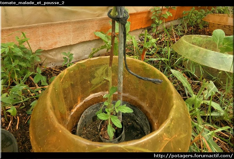 tomate_malade_et_pousse_2.JPG