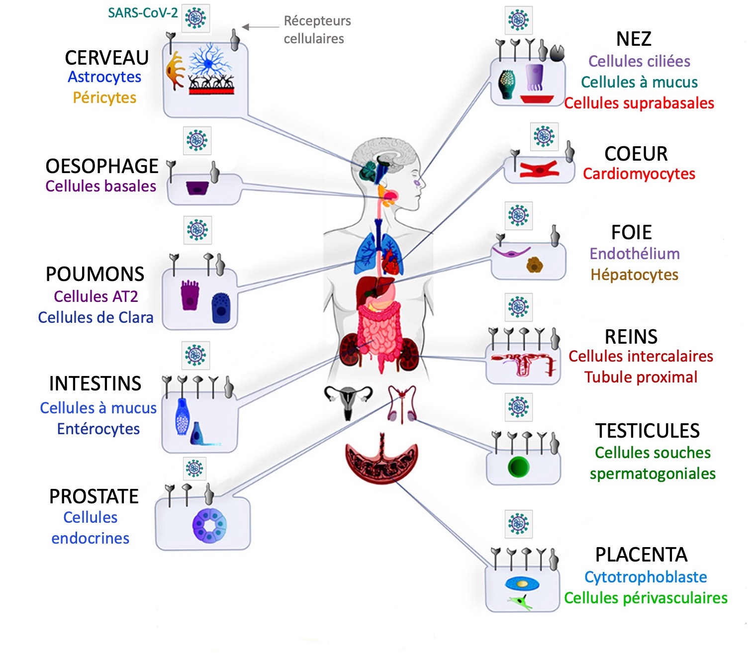 covid-cellules-organes3.jpg