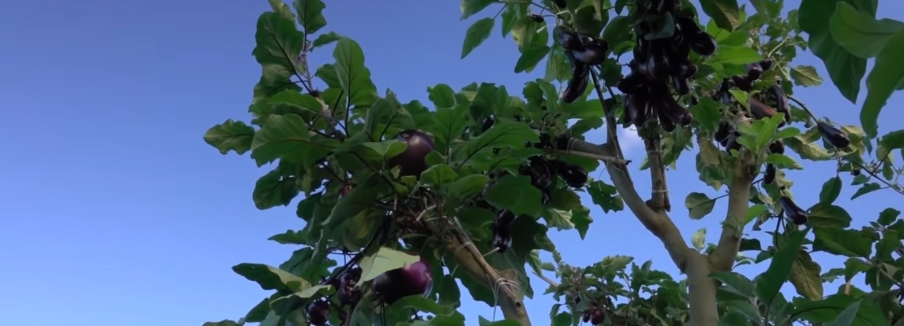 ARBRE AUBERGINES.jpeg