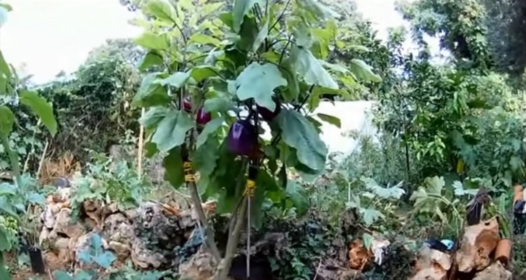 ARBRE AUBERGINE MOYEN.jpeg