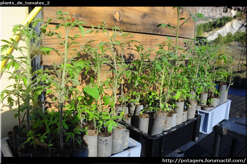 plants_de_tomates_2.JPG