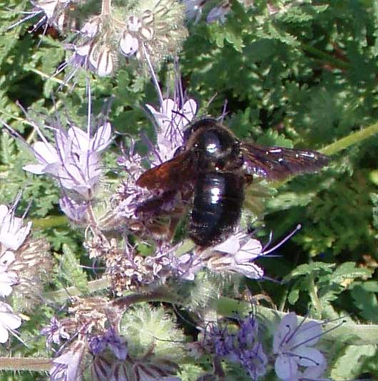 abeille charpentière.jpg