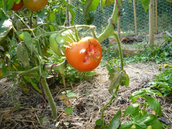 tomate croque 31aout.jpg