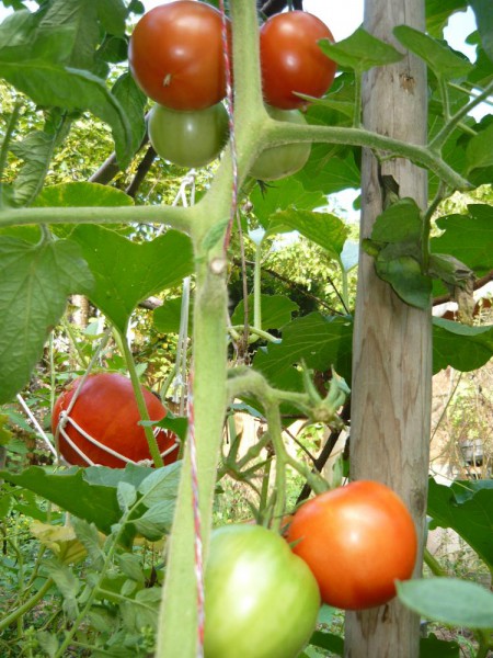 tomates 3sept.jpg