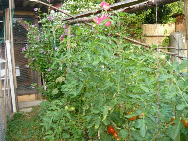 tomate haut 3sept.jpg