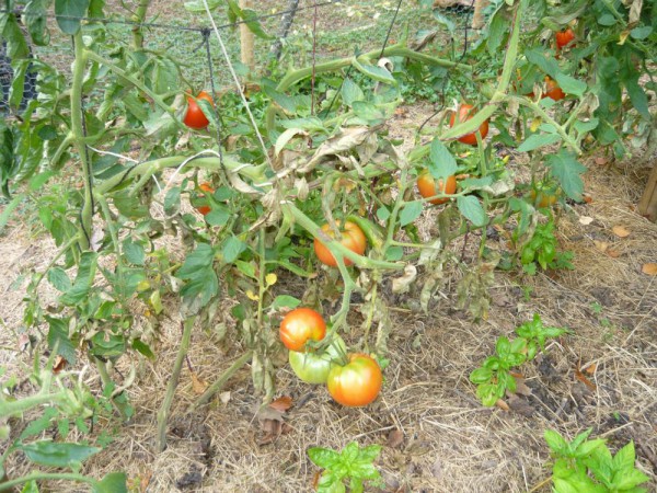 tomate bas 3sept.jpg