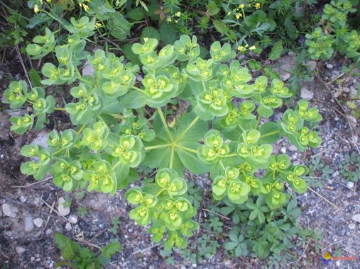 euphorbe-reveille-matin-euphorbia-helioscopia.jpg