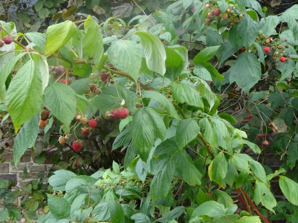 Framboises_2.jpg