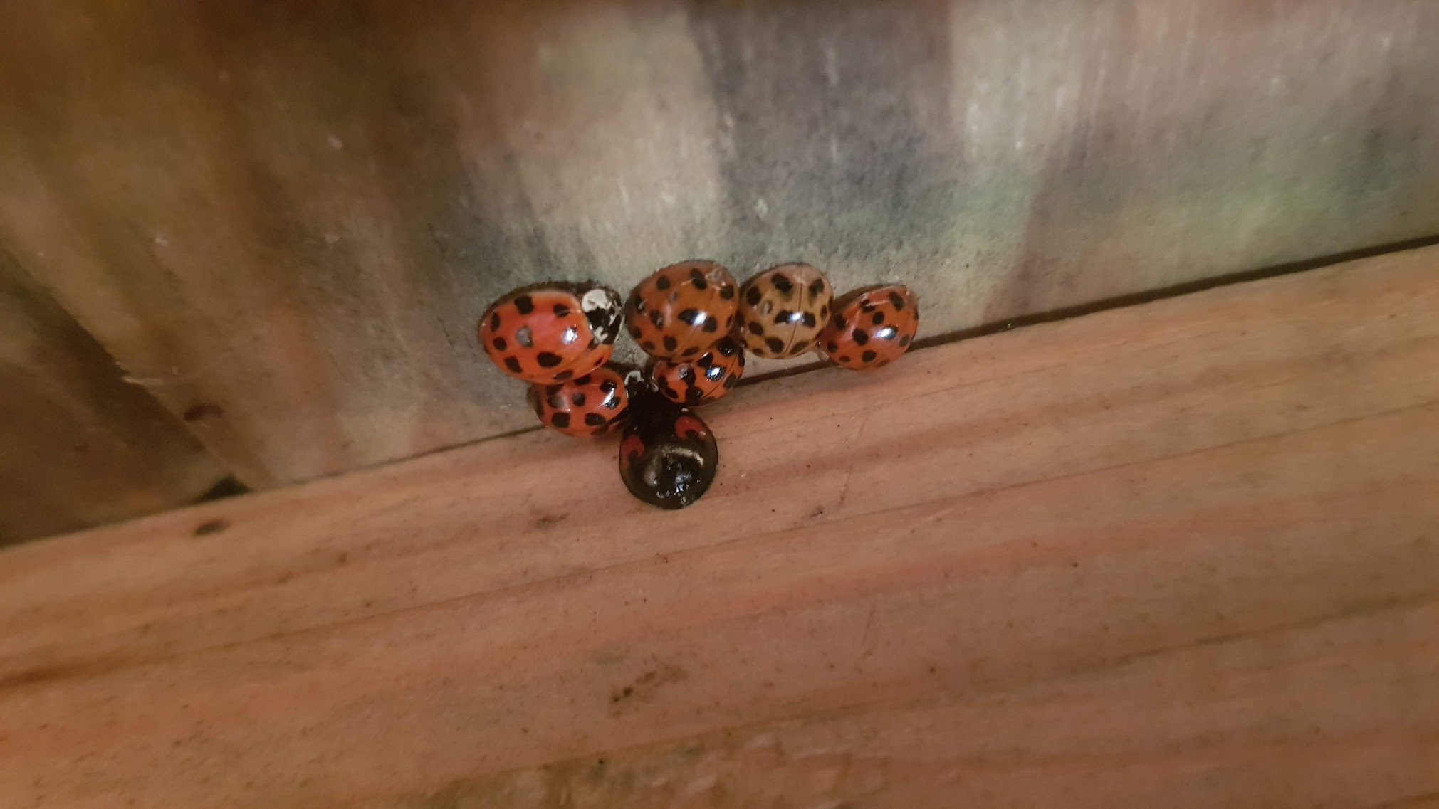 coccinelles.jpg