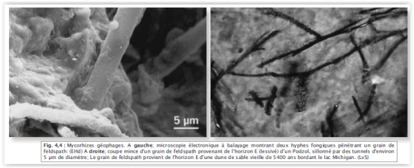 Filament de champignons dans feldspath.PNG