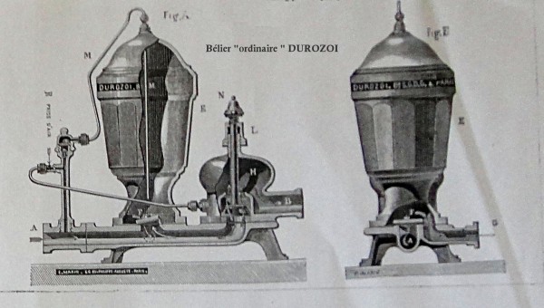 durozoi ordinaire (1).jpg