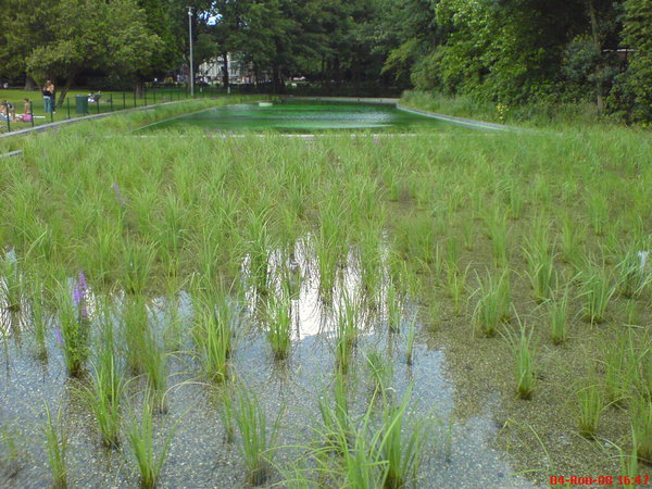 piscine-ecologique-pic532.jpg