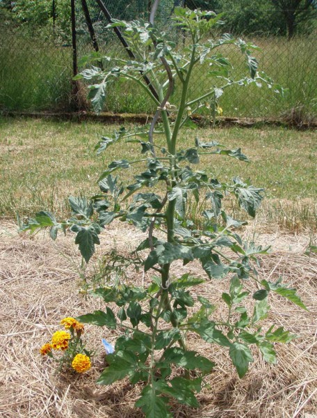 tomate 2 juin 17.jpg