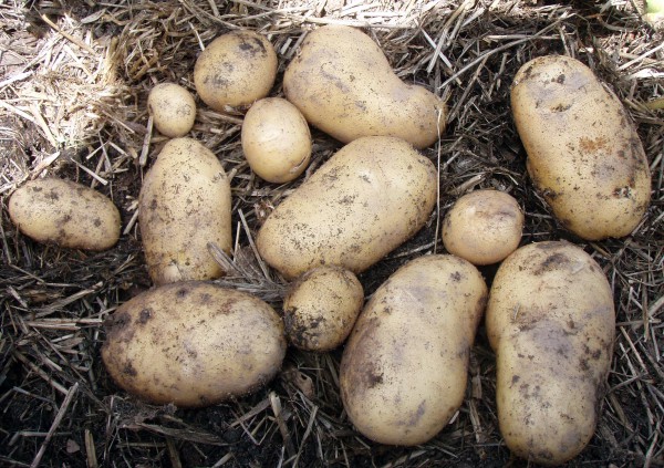 pommes de terre sous foin après récolte.jpg