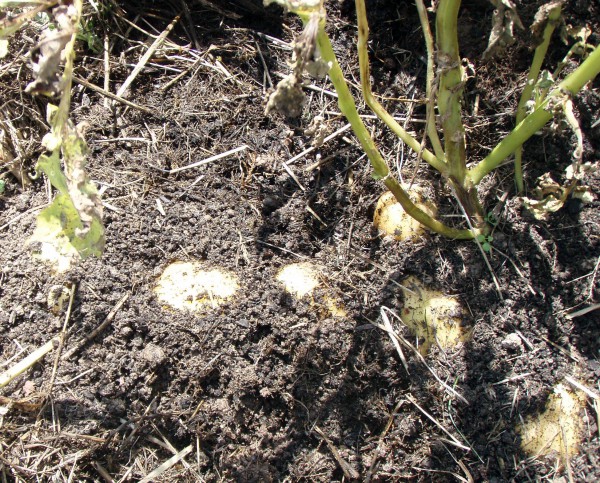 pommes de terre sous foin avant récolte.jpg