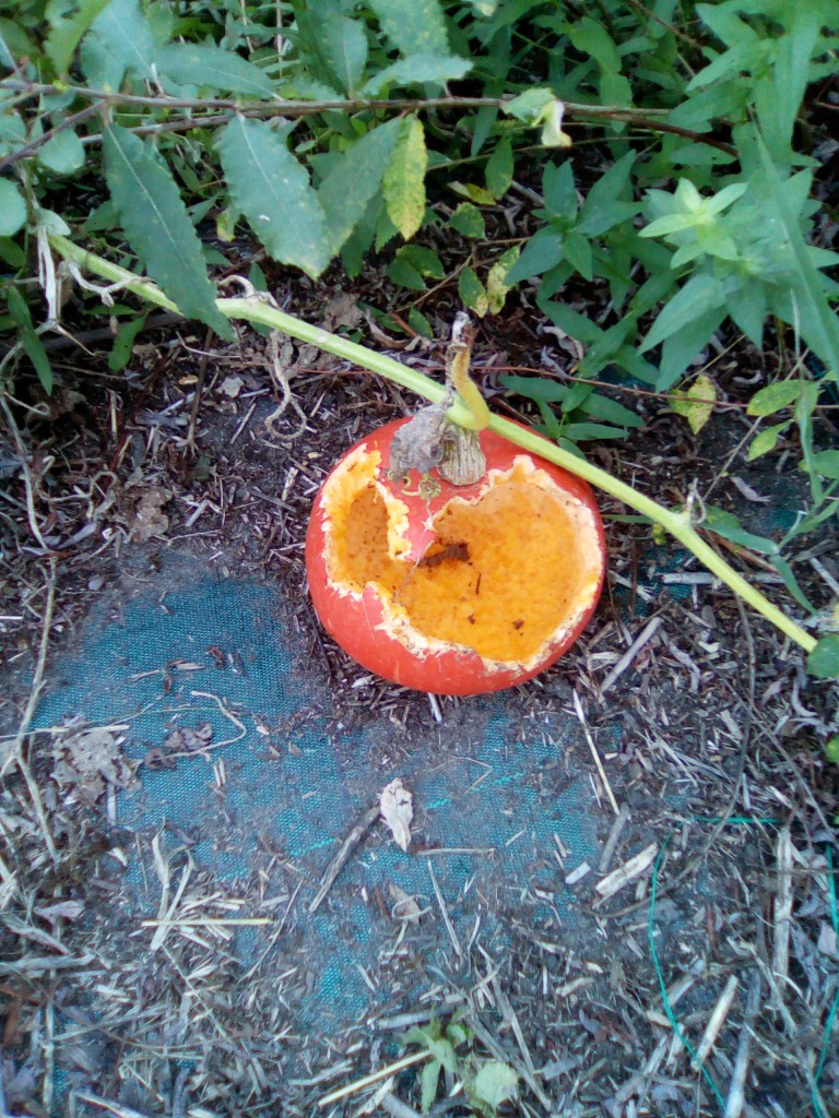 courge3.jpg