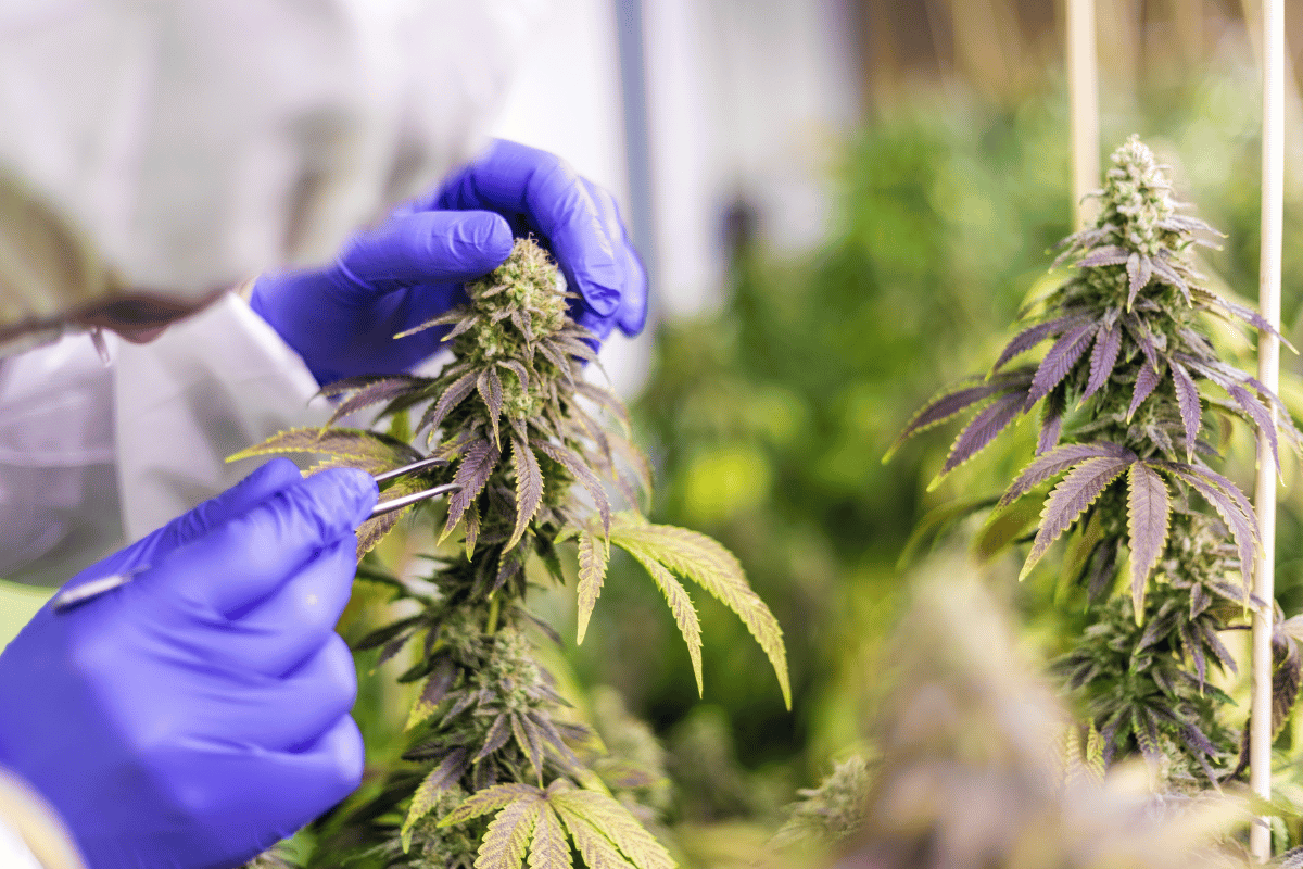 Ecological cannabis cultivation: a green future for a thriving industry